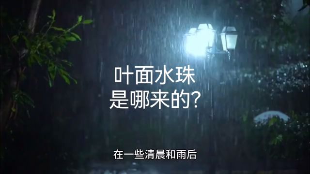 叶面水珠是哪来的?