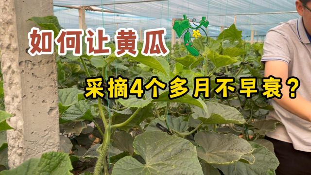 生根特种肥云南元谋黄瓜使用翠姆健壮860+根碧多,秧苗健壮不早衰,瓜条翠绿鲜亮