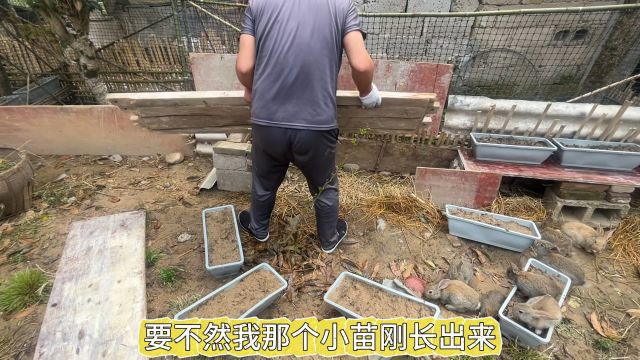 翻新兔院,打造温馨小兔家园