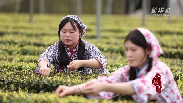 千城百县看中国|福建宁化:春茶采摘正当时