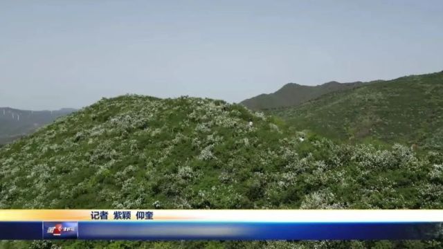 大山里千亩白鹃梅开了 我在花海等你