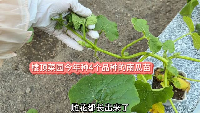 楼顶菜园今年种了四个品种的南瓜 绿贝贝 香芋 贵族和贵妃