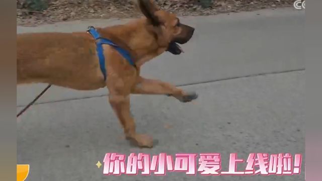 好狗狗要从小培养,警犬一般多大时,就可以参加训练了?