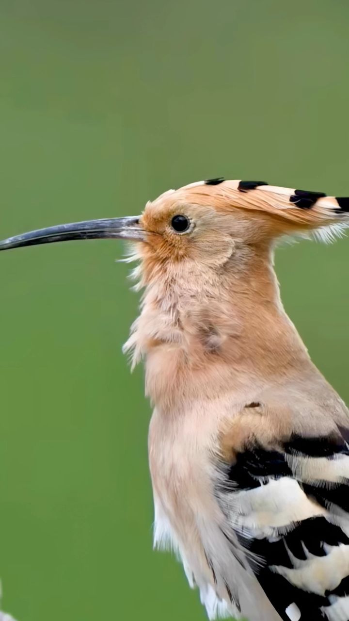 瞧这只"戴胜鸟"魔性的叫声,长长的尖嘴,咕咕的歌唱,向它的同伴诉说着