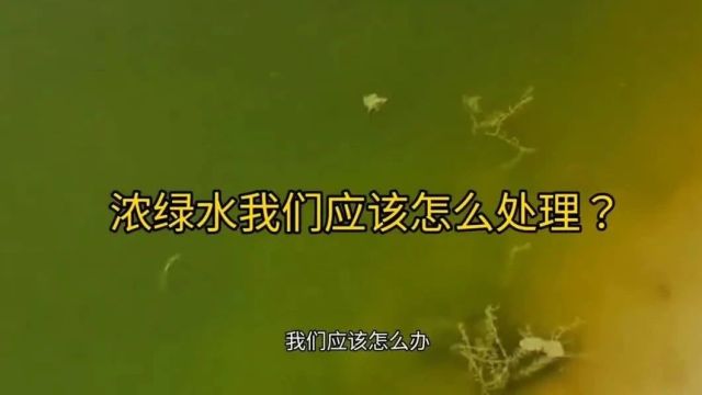 水浓水绿千万不能直接使用芽孢或者其他, 浓绿水应该怎么办