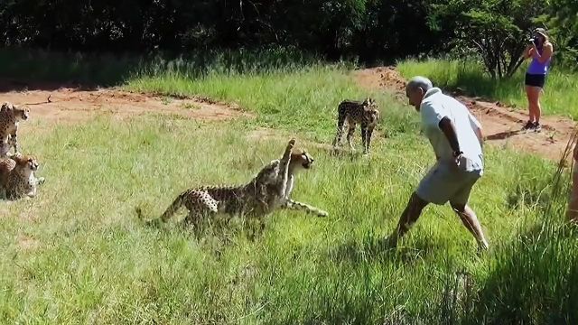 游客近距离观光猎豹,还动手挑衅它,激发出猎豹超强的攻击性#野生动物零距离#纪录片动物篇#猎豹