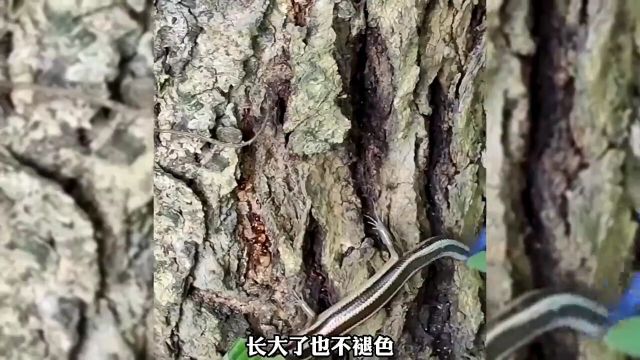 海南热带雨林奇妙生物:四线石龙子