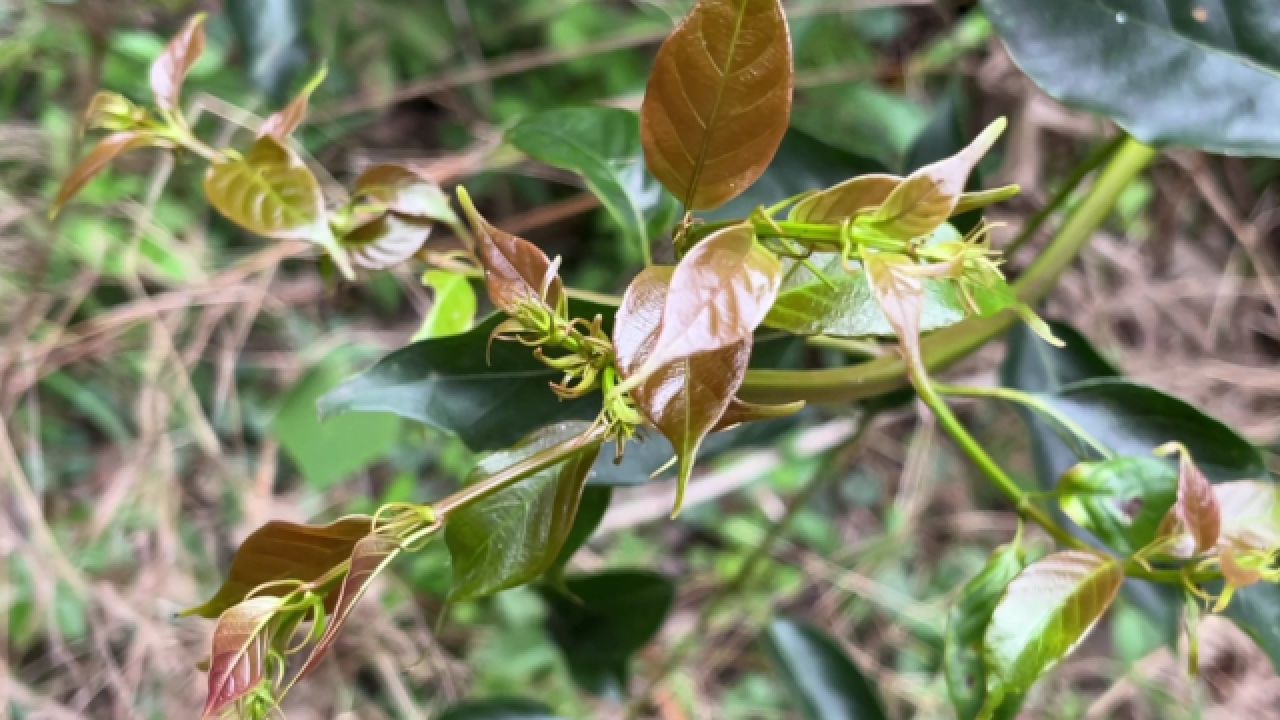 名贵药材双钩藤,60元一斤,钩越多越值钱,认识吗?