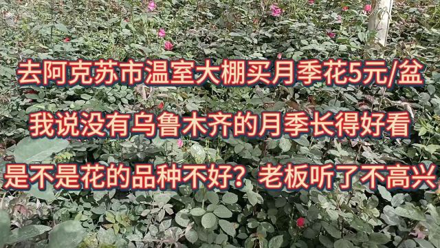 去温室大棚买月季花,5元/盆,想知道品种怎样?但商家销售火爆!