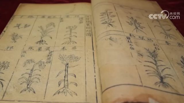 镇馆之宝!现存《本草纲目》最早刻本:1593年金陵版