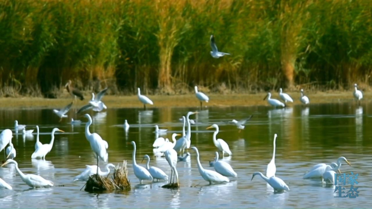 生态文明,美丽中国:张掖