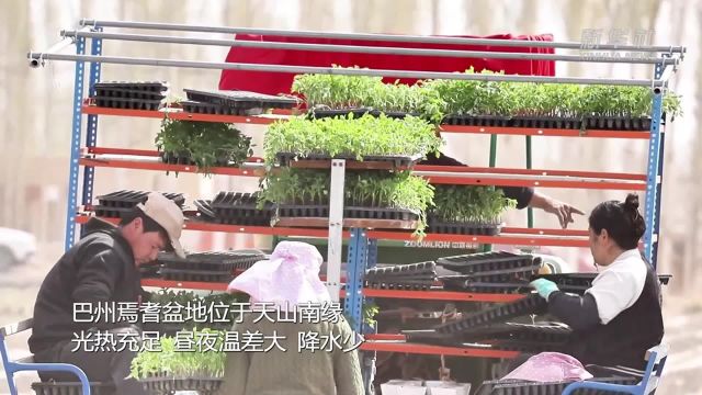 新疆巴州15万多亩番茄开始移栽