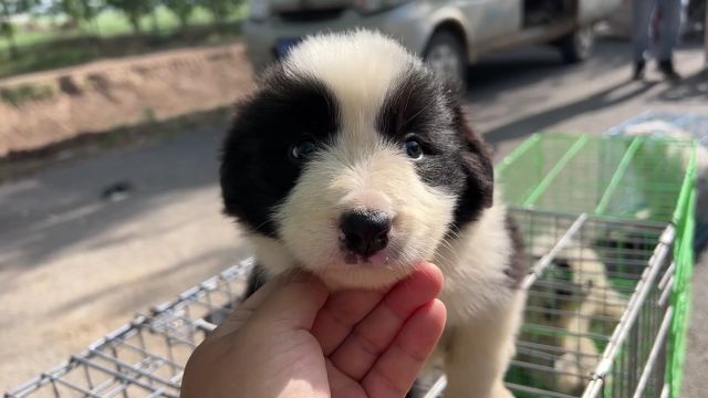 农村狗市是狗贩的捡漏天堂,大型犬到小型犬应有尽有,都是白菜价