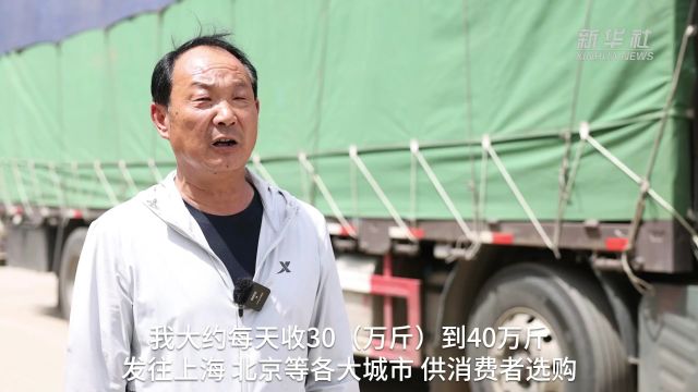 山东滕州38万亩春季拱棚马铃薯喜获丰收