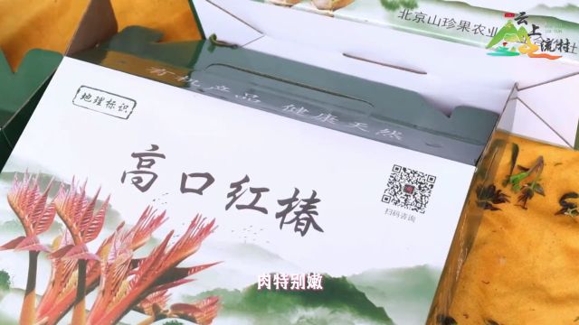 流村“高口红椿”压轴登场 一起品尝舌尖上的“椿”天