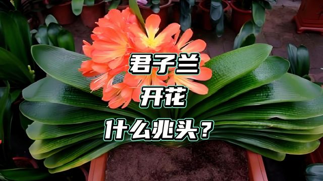 君子兰盛放,福运当头?探索这朵花隐藏的幸福密码