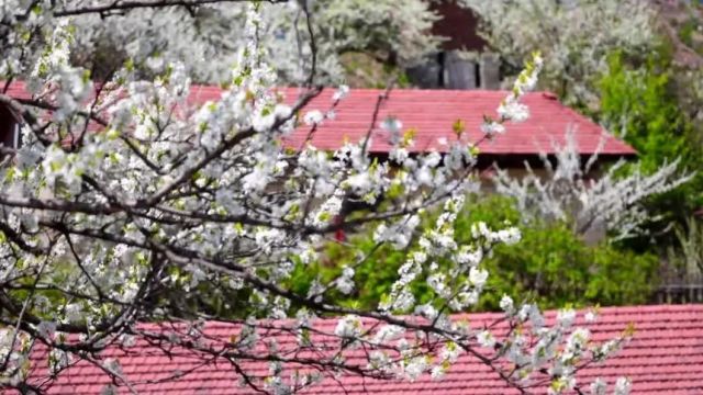 来白山,赴一场山花之约!山花季预告来啦~世外桃源 水墨松岭