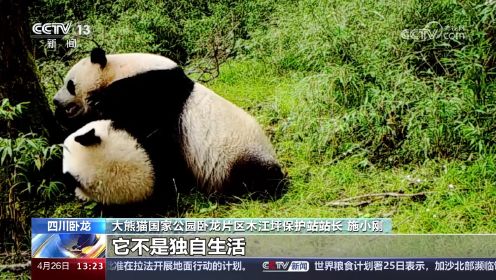 春日寻“猫” 四川卧龙 调研队实拍 一日偶遇3只野生大熊猫