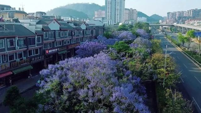 人间四月天 繁花满文山