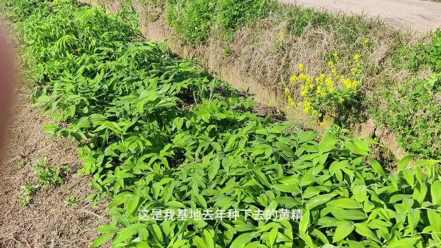 基地去年种下去的黄精,好苗加上好管理,定会丰产