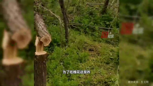 男子去林子里想摘点槐花,却发现多棵槐花树被拦腰折断