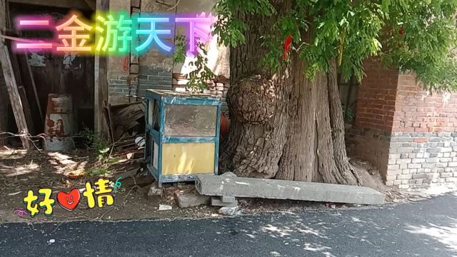 千年的古树