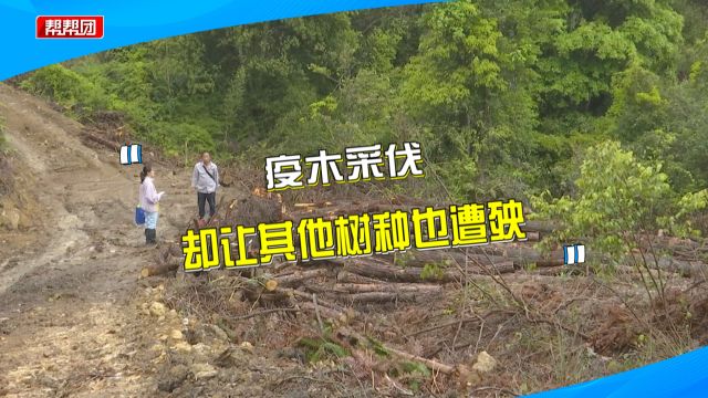 疫木防控砍伐松木 周边树种却遭无端破坏?林业部门:已立案调查