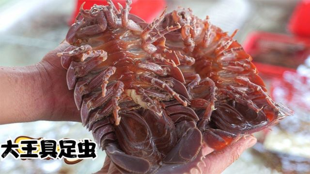 国外宰杀大王具足虫,油炸红烧五斤大的海虫,外形长的像甲壳虫