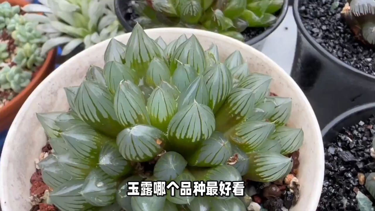 玉露哪个品种最好看