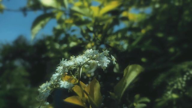 生活喜欢勇敢的人,你需要有些勇气,用来交换难得的快乐.#风景