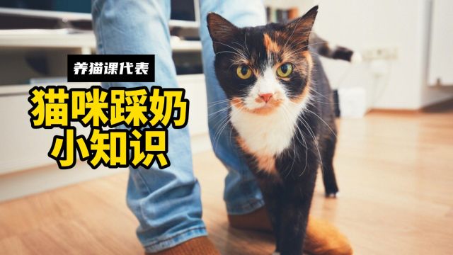 关于猫咪踩奶,你知道多少?