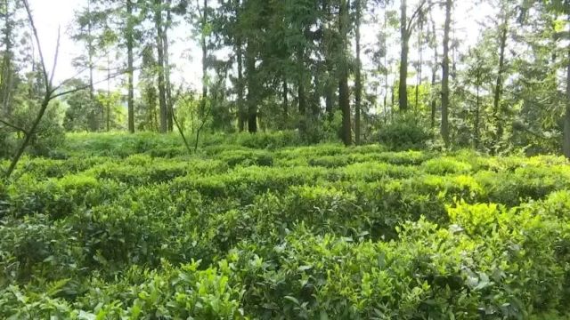 奋力推进贵安新区高质量发展|贵安新区马场镇四村村:“古茶+”产业发展欣欣向荣