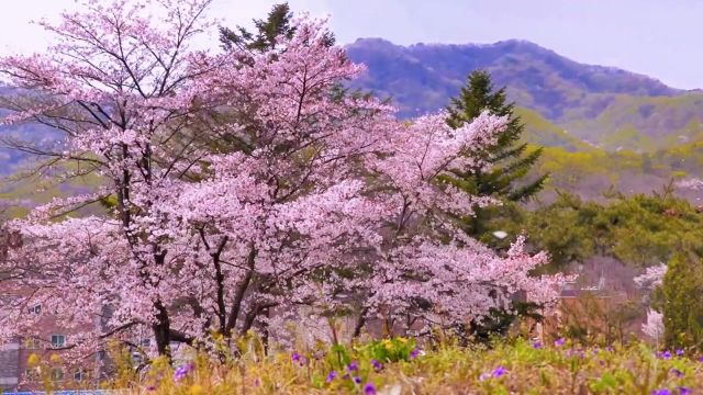 樱花#樱花 #春天的温柔已长满枝头 #带你看樱花 #樱花 #治愈系风景