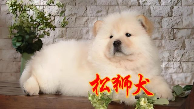 松狮犬:不只是威严的外表