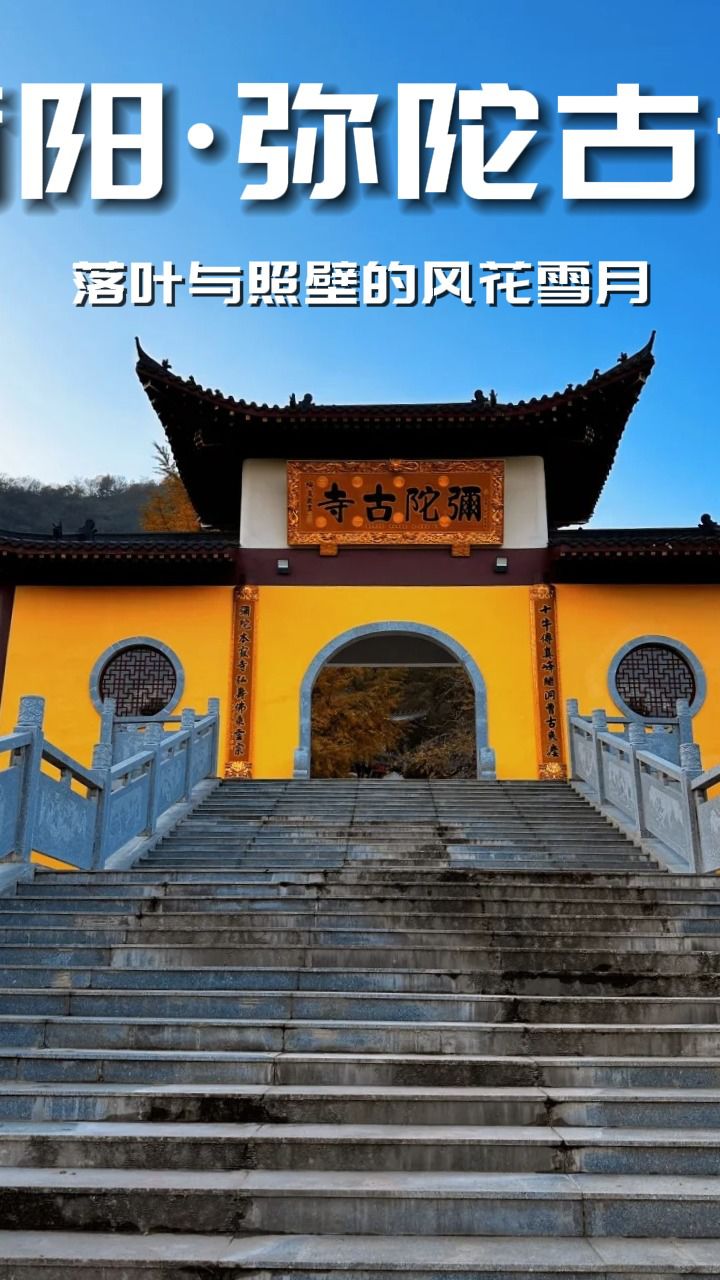 这一颗银杏,见证千年变迁丨弥陀古寺
