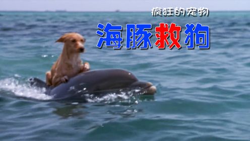 海豚从鲨鱼嘴中救下狗狗，千里护送狗狗回家