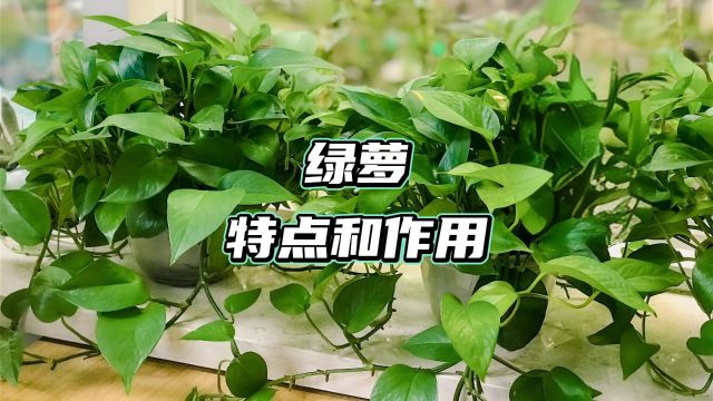 绿箩的特点和作用?除了净化空气还有什么?