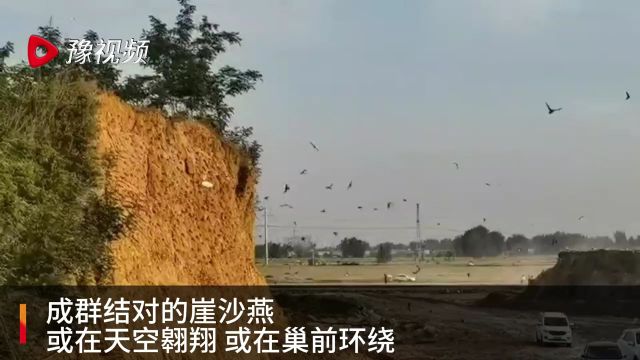 壮观!大批崖沙燕“落户”周口永宁湖湿地公园