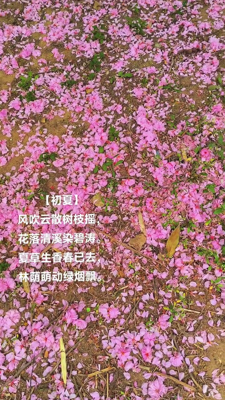 夏天来临,风温和,花不断!#创作灵感 #初夏 #高萍女士原创作品