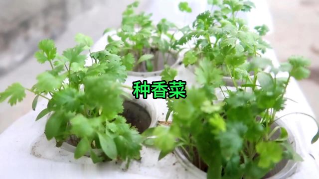 香菜最简单的种植法