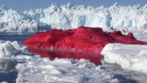 又一灾难传来，南极出现大面积“血”雪，专家：担心的事将要发生