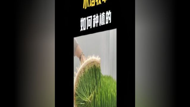 你见过这样的牧草种植方式吗,种植用水量能节省95%