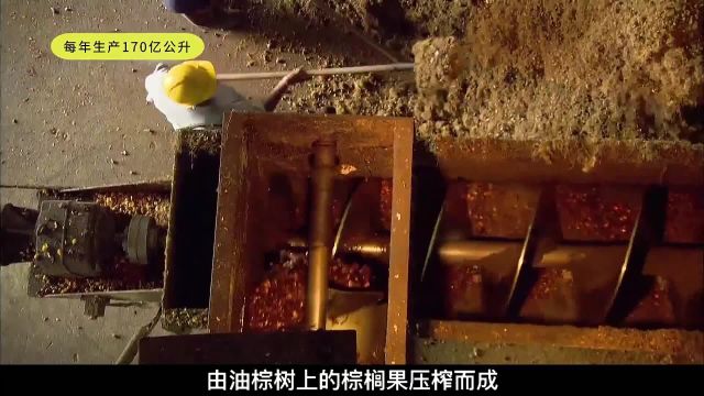 揭秘马来西亚炼油厂,用这种方法,每年可以制作170亿万升棕榈油