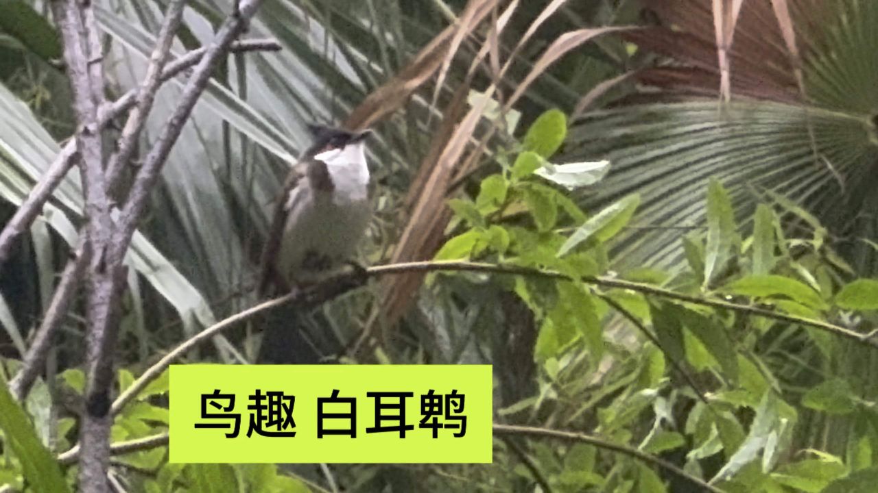 鸟趣 白耳鹎