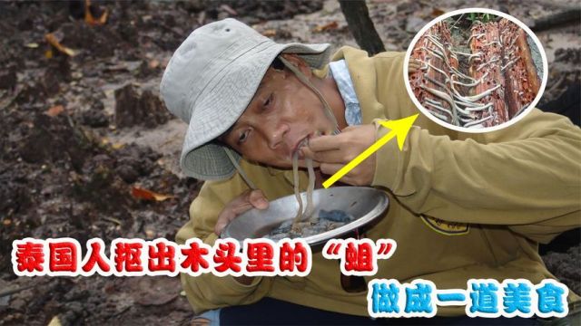 泰国人抠出木头里的“蛆虫”,做成一道美食,你敢吃吗?