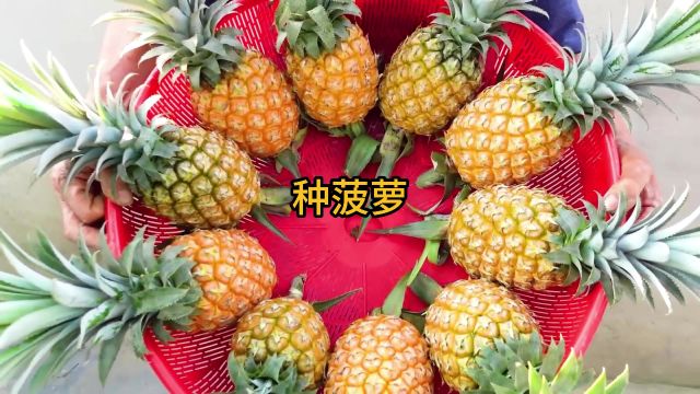 菠萝头切下来还能种出菠萝吗?