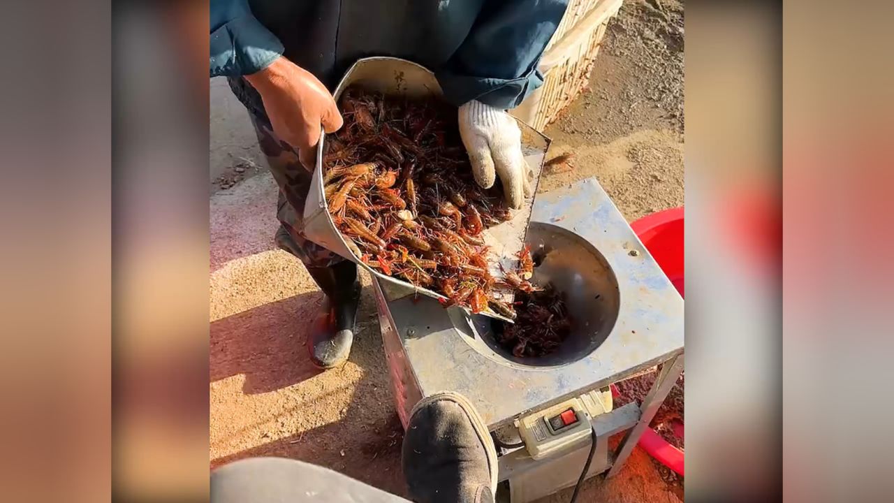 原来我们常吃的小龙虾还有这么多秘密