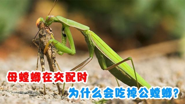 母螳螂在交配时,为什么要吃掉丈夫?公螳螂为何不反抗也不逃走?