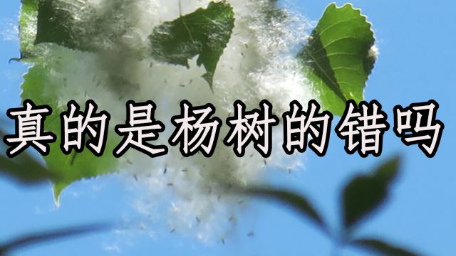 漫天飞舞的杨絮并不是杨树的错,人家只是正常的传宗接代