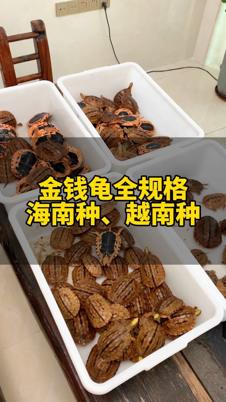 金钱龟全规格,关注我挑到你满意为止! #金钱龟名龟养殖场
